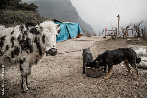 nepalese cow waiting for dogs to eat its potatoe peels