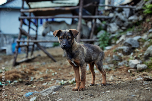 Mountain dogs in Nepal himalayas