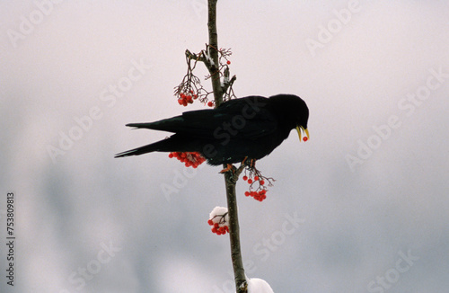 Chocard à bec jaune,.Pyrrhocorax graculus, Alpine Chough, hiver, neige photo