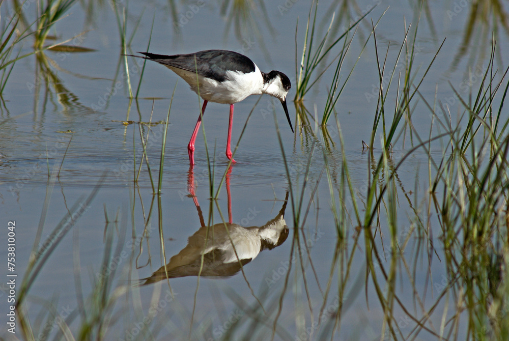 Fototapeta premium Echasse blanche, Himantopus himantopus, Black winged Stilt