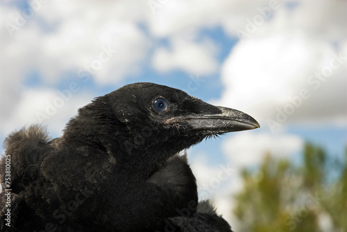 Corneille noire, jeune, .Corvus corone, Carrion Crow