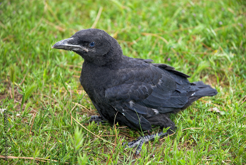 Corneille noire, jeune, .Corvus corone, Carrion Crow