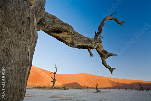 Afrika  Namibia  Nationalpark  Namib Naukluft Park  Sossusvlei  Deadvlei  Kameeldormb  ume  Kameeldornbaum  Baum  tot  ausgetrocknet  D  nen  W  ste
