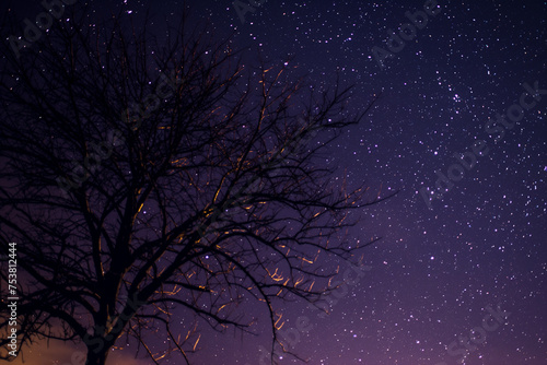 Night sky with tree. Starry night sky
