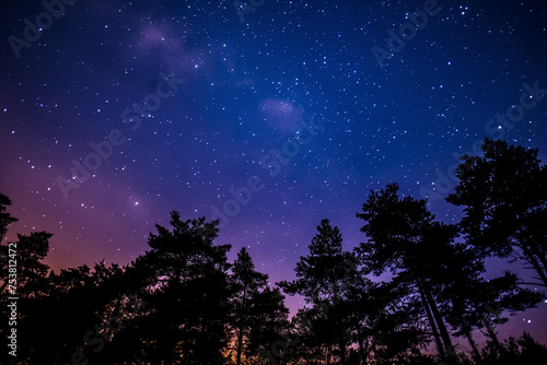Starry night sky. Dark trees against a starry sky