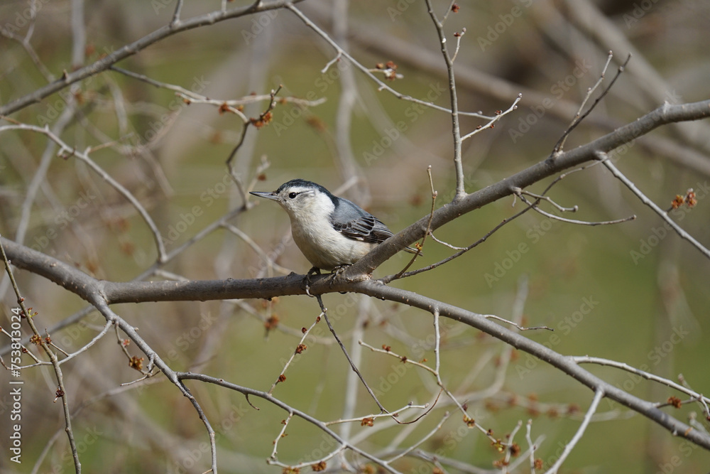 White-breasted Nuthatch White-breasted Nuthatch