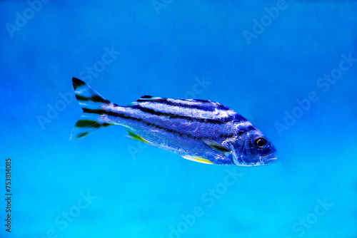 The three-striped Therapon fish (Latin Therapon jarbua) is silver in color with black stripes on a dark background of the seabed. Marine life, fish, subtropics. photo