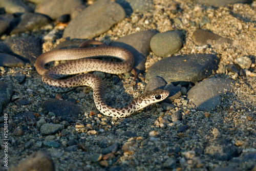a juvenile Eastern Racer snake, Coluber constrictor, which has different color and pattern than the adult