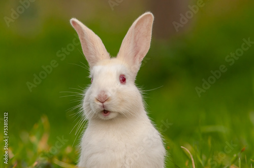Close-up of a white domestic rabbit.