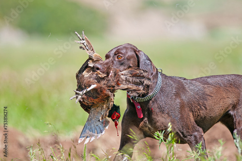 A dog that brings a bird shot by a hunter back to its owner. (Common Pheasant)