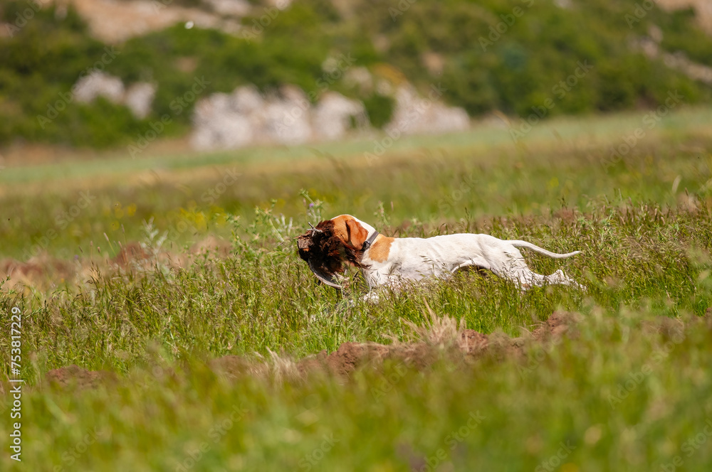 A dog that brings a bird shot by a hunter back to its owner. (Common Pheasant)