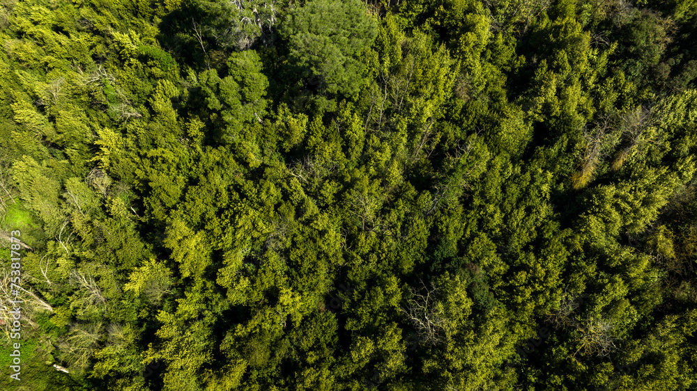 Fototapeta premium Zenith aerial view of a dense green forest.