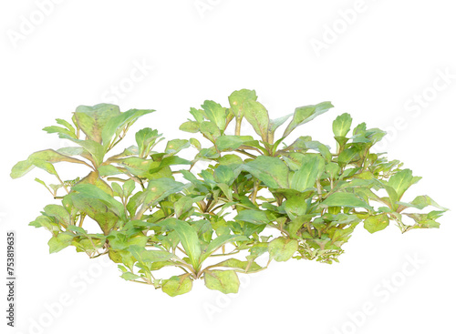 creeping mazus  small plant isolated