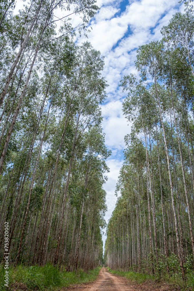 Fototapeta premium eucalyptus plantation seen from below