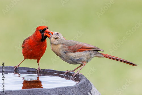 Male Northern Cardinal giving the female a sunflower seed