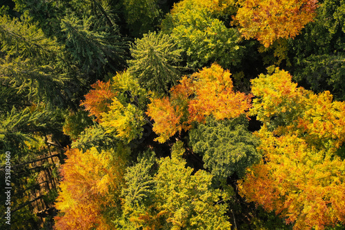 Drone photo of coniferous forest in late autumn on mountain landscape © roibu