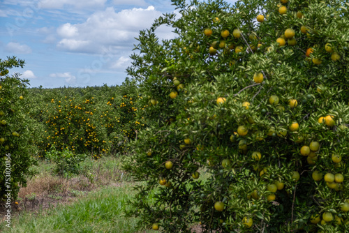 Orange tree plantation with ripe fruits