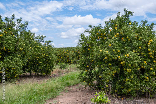 Orange tree plantation with ripe fruits © JR Slompo