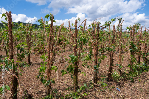 coffee plantation with pruned plants