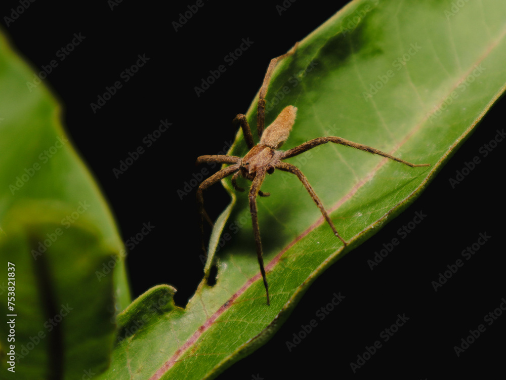 spider on a leaf spider on a leaf