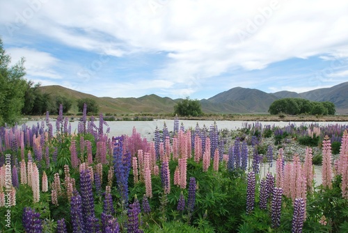 lake and mountains with lupins