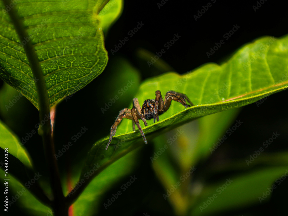 Naklejka premium Wolf spider on leaf