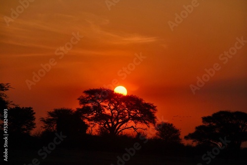 sunset on the savanna 