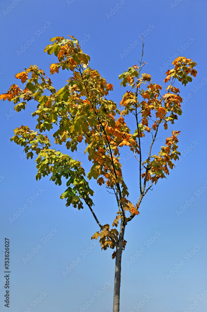 Fototapeta premium Autumn tree on a sunny day against a blue sky