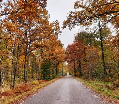 Road in autumn