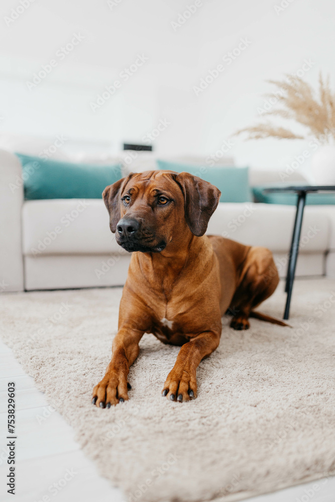 A Rhodesian Ridgeback dog in a photo studio A Rhodesian Ridgeback dog in a photo studio