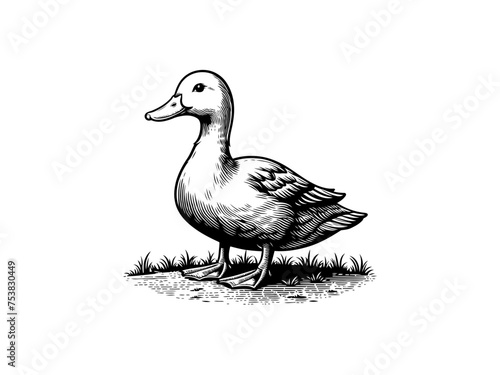 Aqua Elegance: Detailed Duck Vector Illustration, Perfect for Wildlife Lovers and Nature-inspired Art
