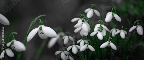 Elegant buds.Primrose.Spring snowdrop is a perennial family. White spring flower. This flower is in the Red Book of Ukraine.Panorama of snowdrops. photo