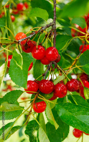 sour cherries fresh on tree in orchard 