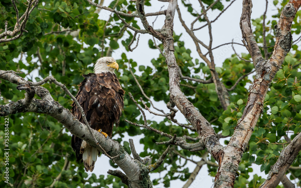 Naklejka premium American bald eagle perched hunting