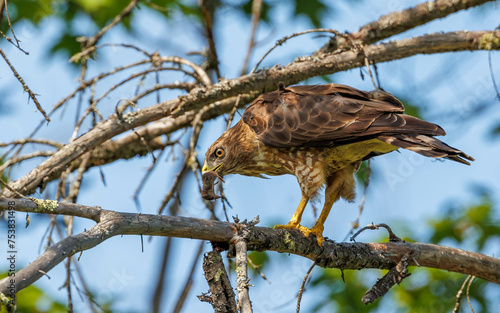 Cooper's hawk with mouse for meal