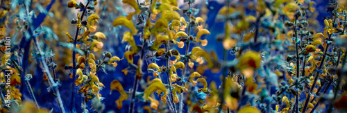 Fantasy in color on the theme of sage. Salvia officinalis (Alvia officinālis) blooms in the meadow on a summer day. Sage flowers close-up, side view. photo