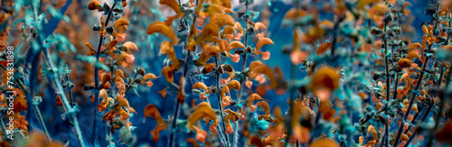 Fantasy in color on the theme of sage. Salvia officinalis (Alvia officinālis) blooms in the meadow on a summer day. Sage flowers close-up, side view. photo