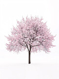 Cherry   tree isolated on a solid, clear  white background