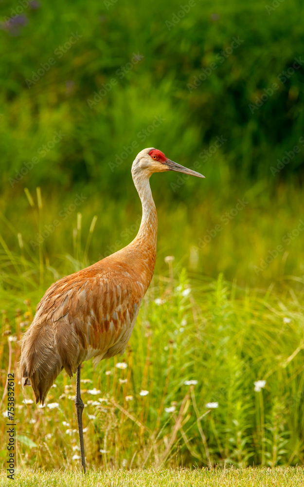 Obraz premium Sandhills cranes dancing in spring mating