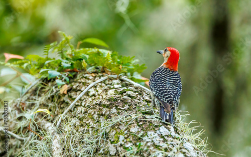 Red bellied woodpecker on tree with moss