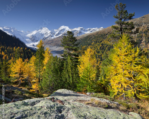 Schweiz, Graubünden, Morteratsch Tal, Piz Zupò, Piz Argient,  Piz Bernina, Lärchen photo