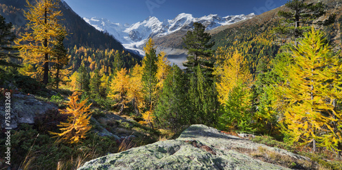 Schweiz, Graubünden, Morteratsch Tal, Piz Zupò, Piz Argient,  Piz Bernina, Lärchen photo