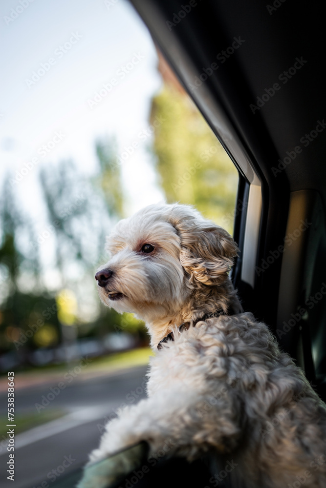 portrait of a poodle dog leaning out of a car window portrait of a poodle dog leaning out of a car window