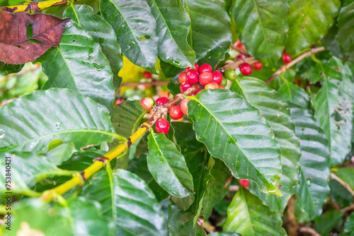 Raw arabica coffee beans in coffee plantation industry agriculture on tree in North of thailand Fresh organic red coffee cherries.