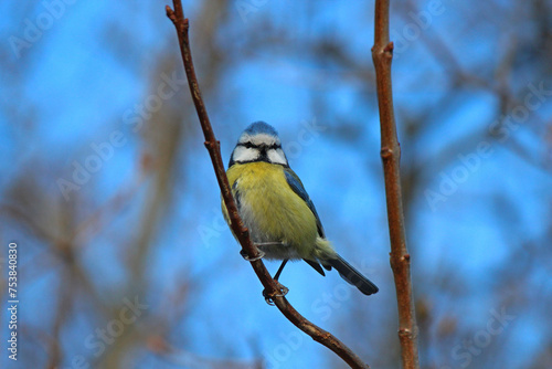 cute blue tit in the wilds of the city park