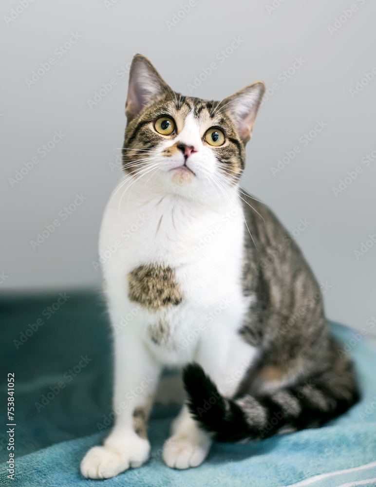 Obraz premium A polydactyl tabby shorthair cat