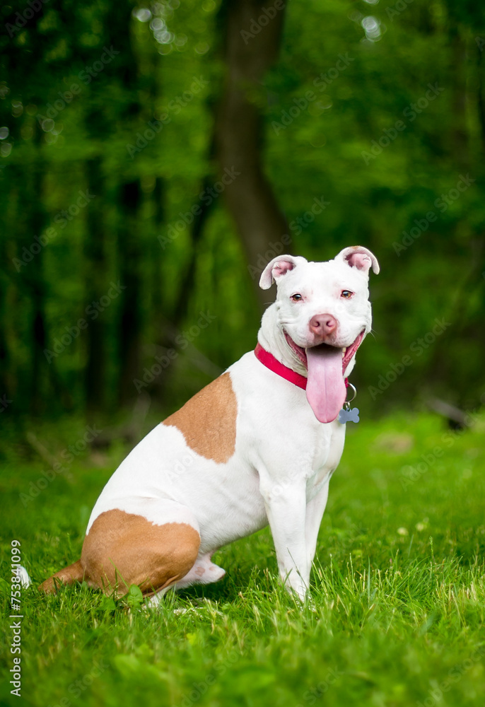 A Pit Bull Terrier mixed breed dog with a long tongue panting