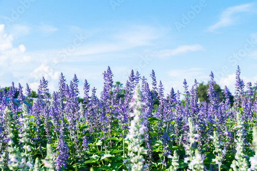 Violet lavender flowers in the field in sunny day Lavender field under sky and lines copy space flower garden concept Aromatherapy Perfume ingredient.