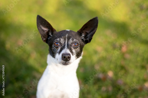 A Rat Terrier mixed breed dog