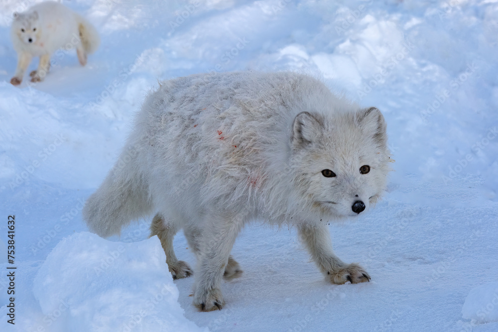 Arctic foxes as representatives of northern fauna. White polar foxes against the background of the snowy tundra. In search of food in the winter tundra Arctic foxes as representatives of northern fauna. White polar foxes against the background of the snowy tundra. In search of food in the winter tundra